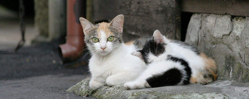 如何驱赶发动机舱的猫，如何防止猫爬进发动机舱
