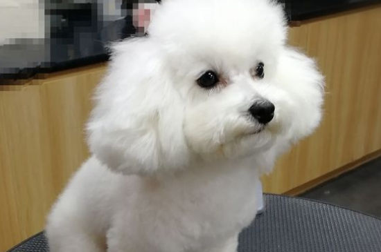 泰迪最怕打哪里，打这四个地方主人一抬手泰迪就怕