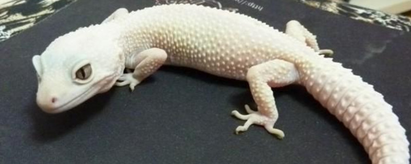 宠物蜥蜴怎么养