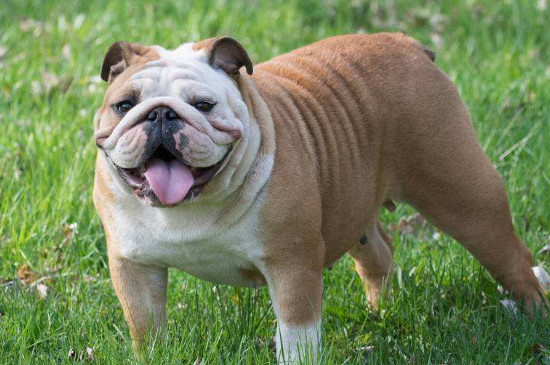 bulldog是什么狗