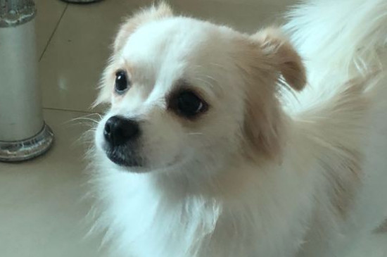 狗公绝育有好处和坏处