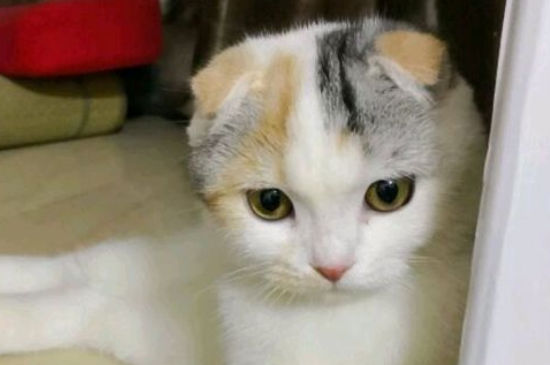 旧猫接受新猫的表现