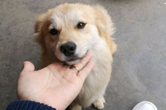 小狗肛门红肿