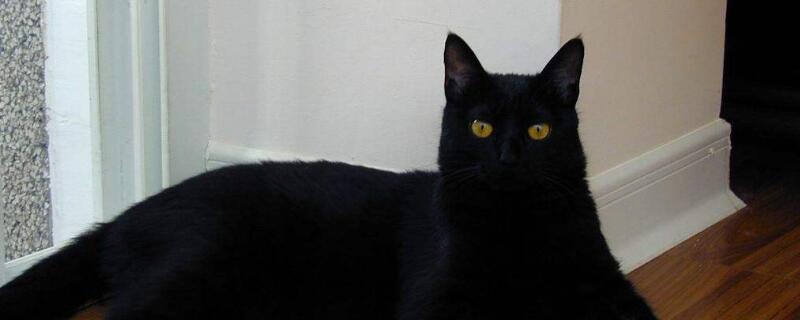 孟买猫和黑猫的区别