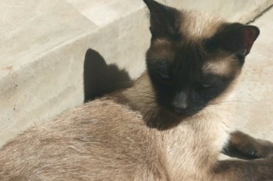 宠物猫会晕车吗