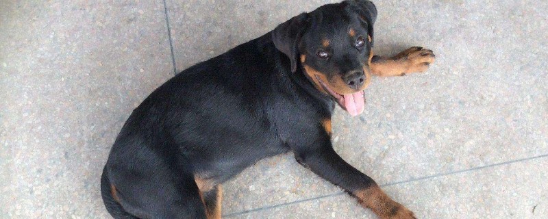 护卫犬有哪些