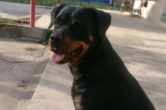 罗威纳犬的优缺点