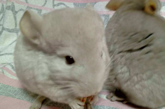 龙猫可以两只一起养吗