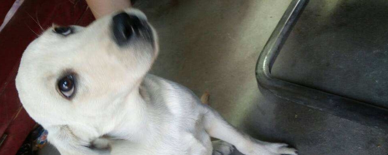 狗狗坐立不安不停换姿势