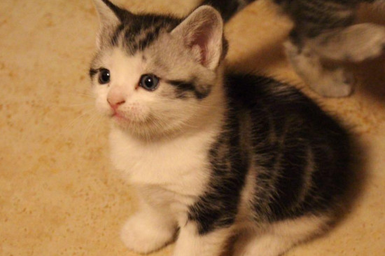 赛级猫是什么意思