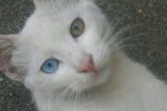 猫吃鱼油的好处