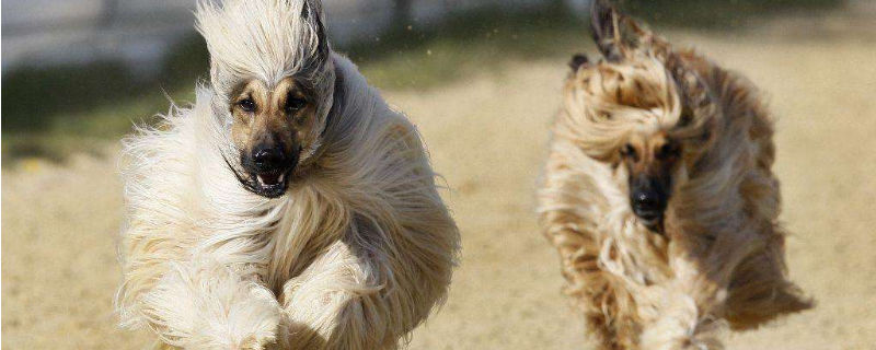 阿富汗猎犬优缺点