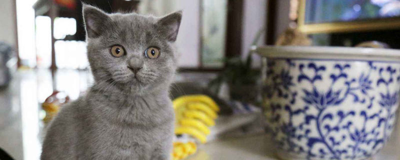 蓝猫换新主人多久熟悉