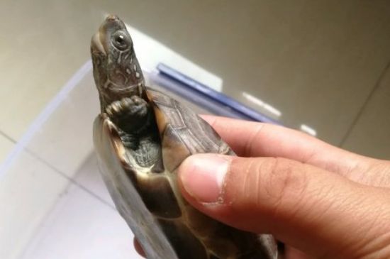 龟粮干着吃还是放水里