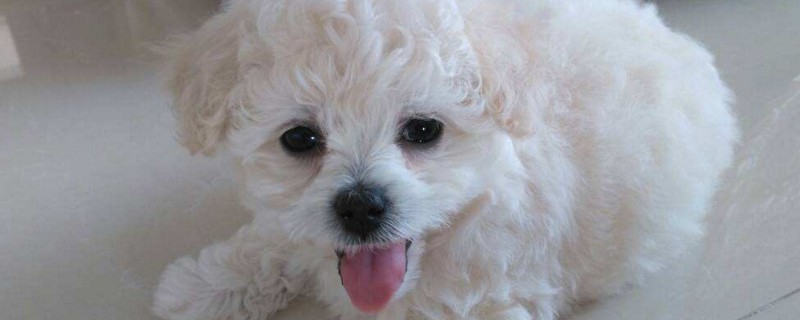 比熊幼犬怎么看纯不纯