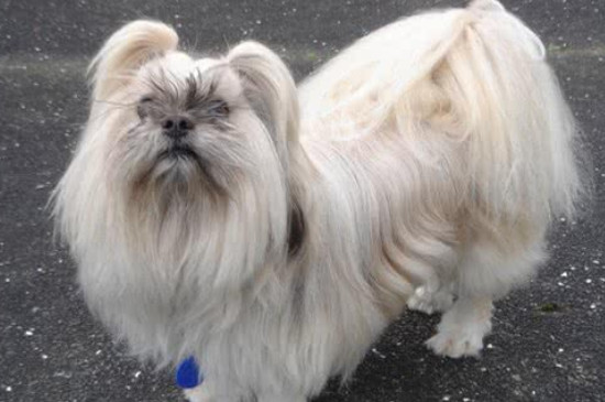 拉萨犬特征