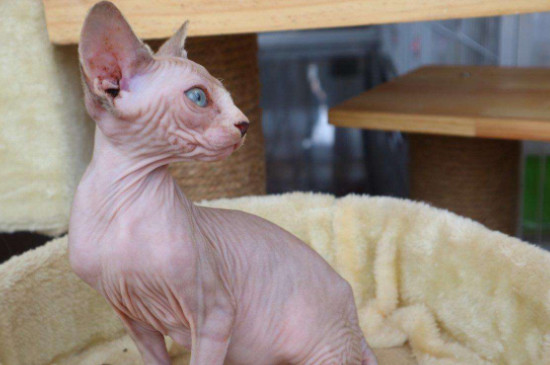 斯芬克斯猫好养吗