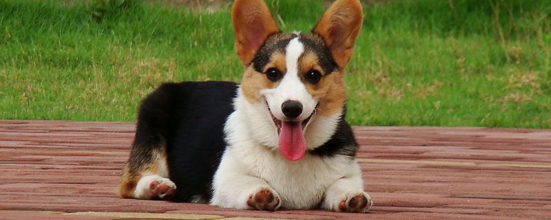 如何养柯基犬