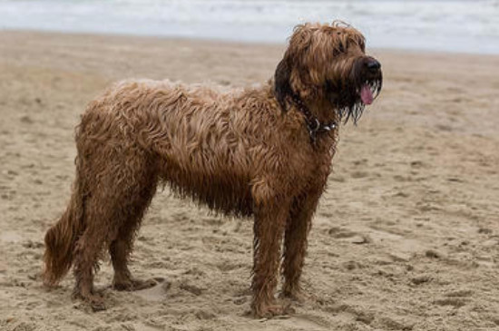 英国可卡犬和美国可卡犬区别