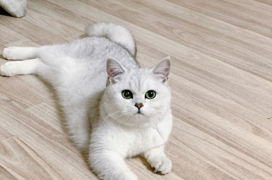 猫咪多大可以洗澡