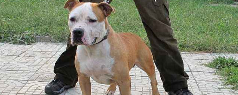 斯塔福犬爆头征兆