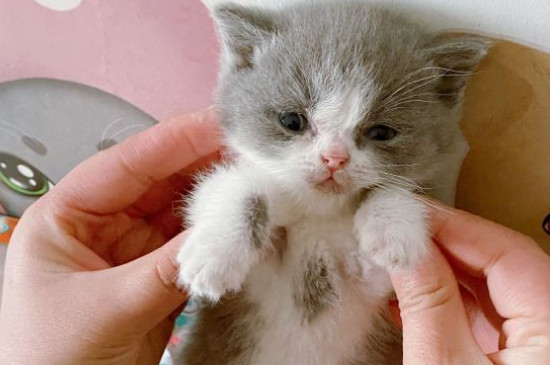 猫可以上地铁吗