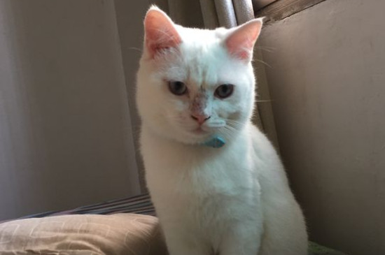 猫咪生病了临死前表现