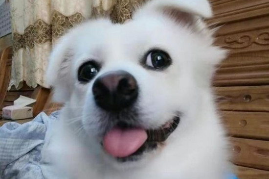 狗怕什么气味
