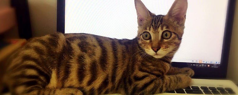 猫癣会传染给狗吗