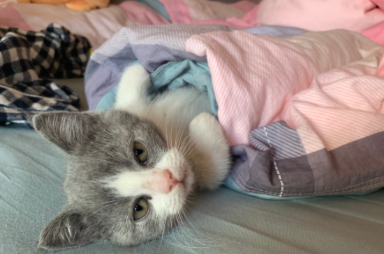 猫吃酸奶会不会有事