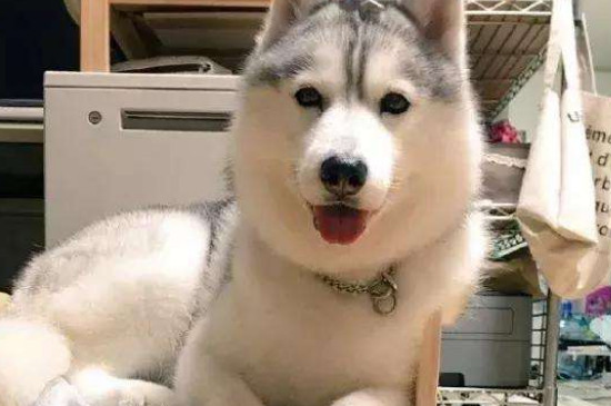 狗狗能喝牛奶吗