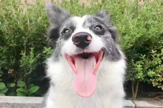 边境牧羊犬性格特点
