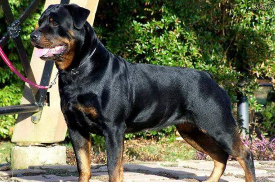 罗威纳犬打呼噜吗