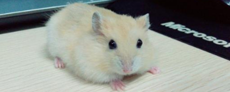 如何饲养仓鼠