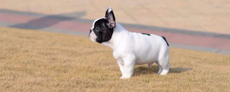 法国斗牛犬的优缺点
