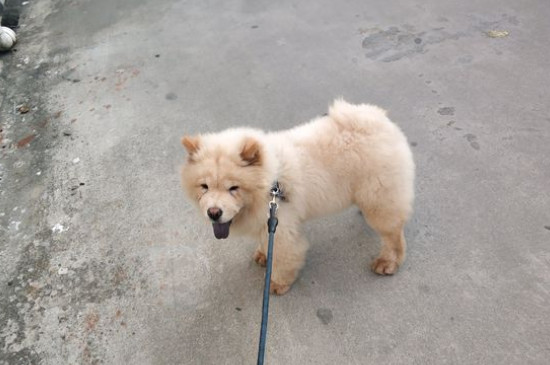 松狮认主后的表现