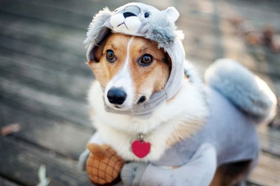 狗狗犬瘟热症状，呕吐腹泻体温异常还会浑身抽搐