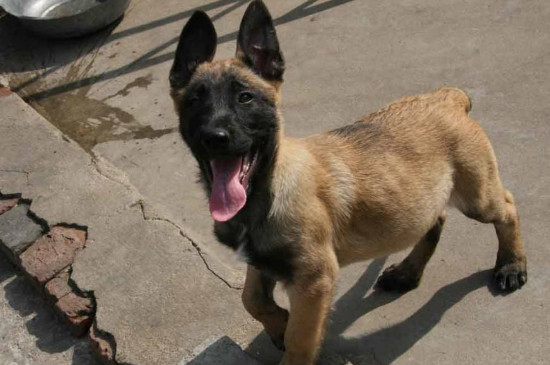养马犬的十大坏处
