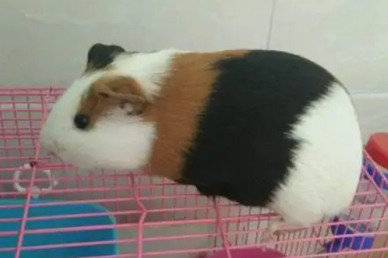 荷兰猪奄奄一息如何补救