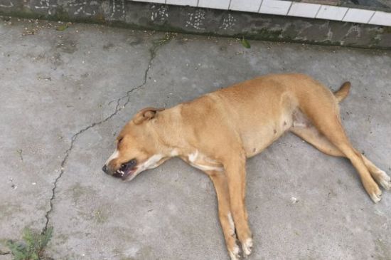 狗吃苹果有什么好处