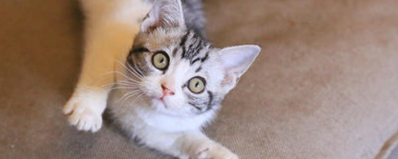 美国短毛猫好养吗