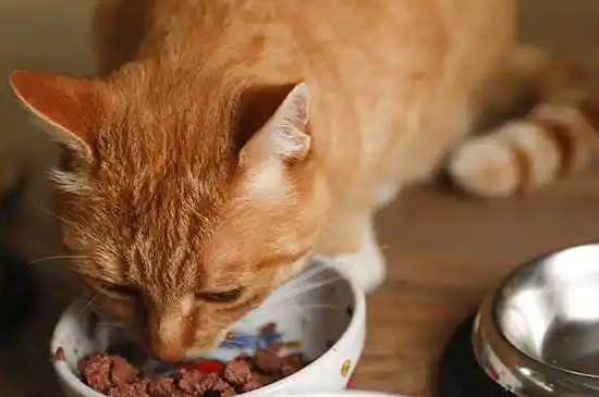 过期猫粮能吃吗