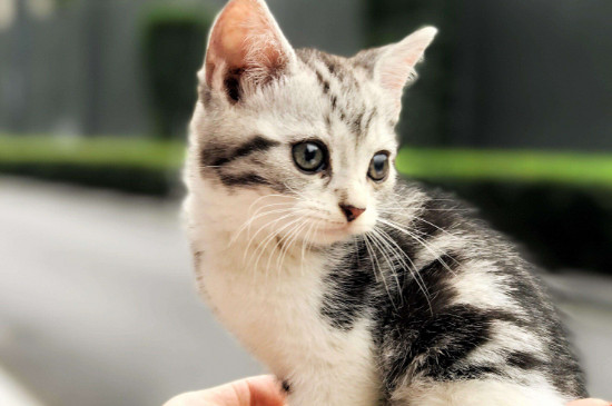 猫能吃核桃仁吗