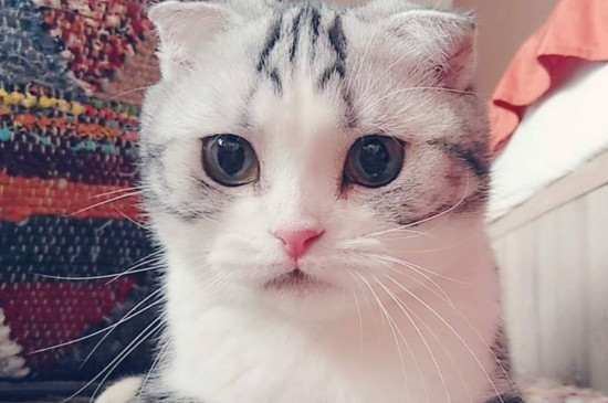猫临产前流的发黄粘稠