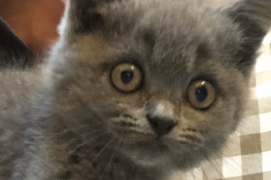 猫是突然鼻子使劲出气