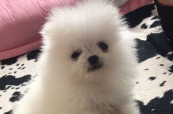 为什么狗在凌晨狂叫