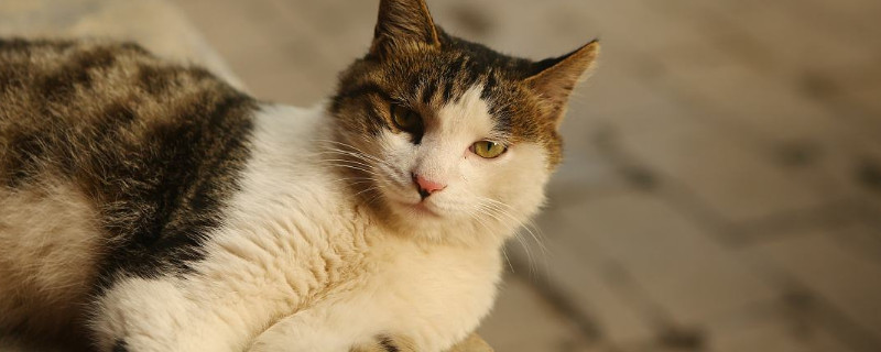 猫的寿命有多长