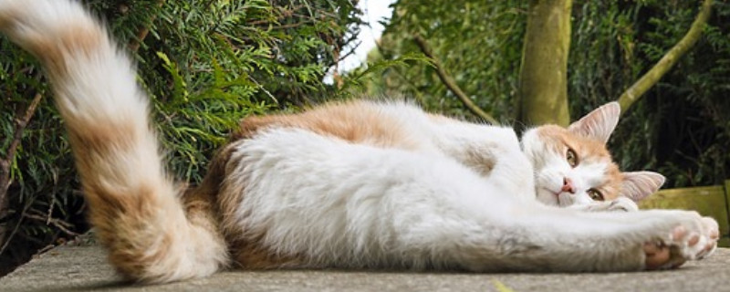 猫大幅度左右摇尾巴什么意思