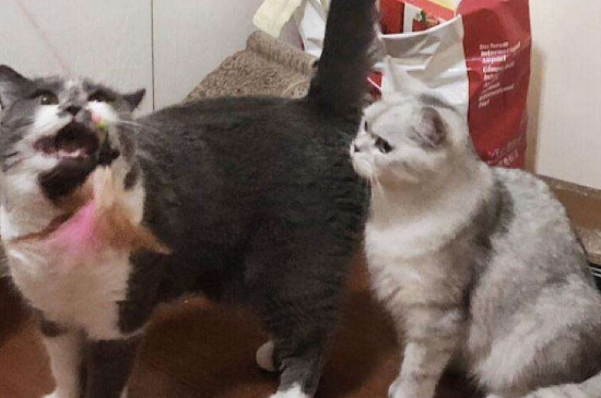 两只猫打架处理办法