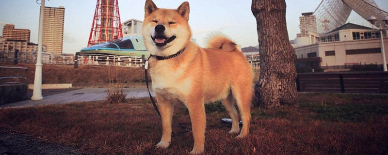 秋田犬怎么看纯不纯